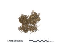 藏品(牛舌苔屬)的圖片